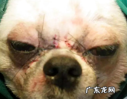 狗眼屎多是什么原因?怎么整理狗狗眼屎