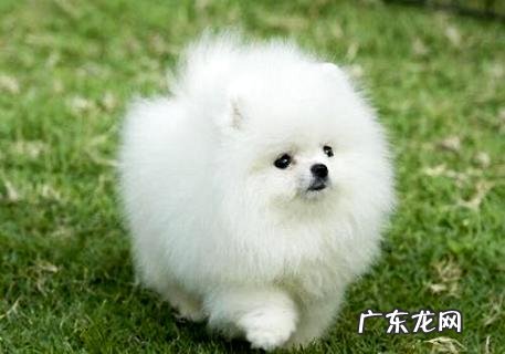 博美犬多少钱一只白色