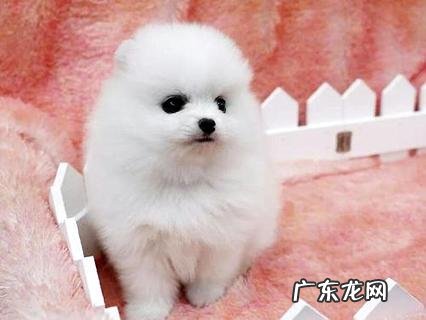 博美犬多少钱一只白色