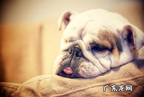 最简略克己狗窝办法