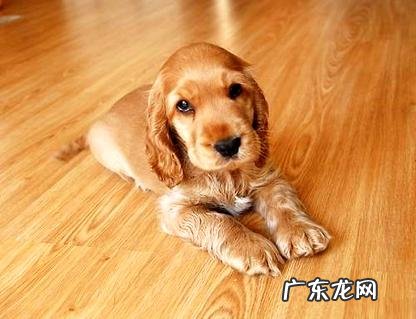 可卡为什么没人养