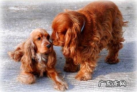 可卡为什么没人养