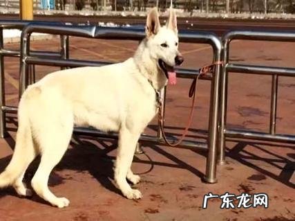 一个月的狗狗养的忌讳