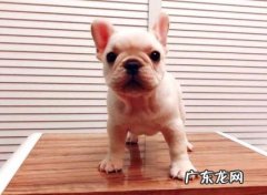 法国斗牛犬好养吗？养殖过程中要注意哪些问题？