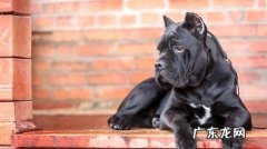 卡斯罗和罗威纳哪个好