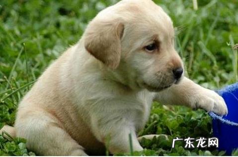 拉布拉多训练方法有哪些?准备工作是什么?