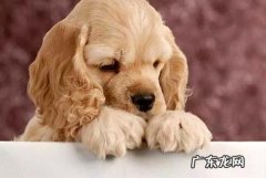 狗狗不吃狗粮怎么办