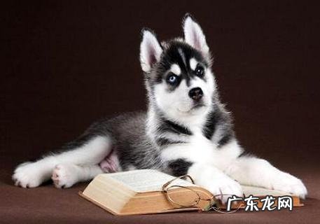 没有攻击性的犬有哪些?这些犬有哪些特征呢?