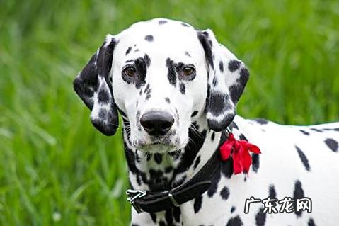 地铁能够带宠物吗?假如装进书包呢?