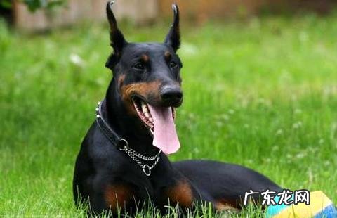 小狗几个月能够洗澡