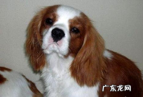 小狗口吐白沫是怎样回事？怎样处理呢？