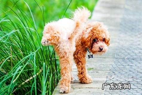 小狗口吐白沫是怎样回事？怎样处理呢？