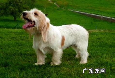 狂犬病疫苗多少钱,值得打吗?