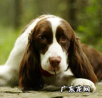 狂犬病疫苗多少钱,值得打吗?