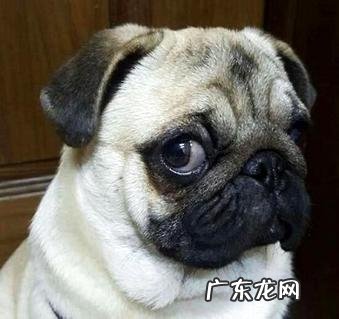 狗为什么喜欢吃骨头