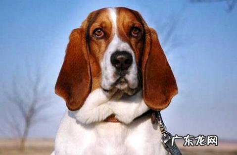 关于宠物狂犬病潜伏期症状,你又了解多少