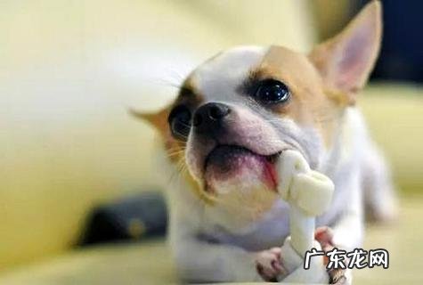 狗狗一般多久洗一次澡比较好？