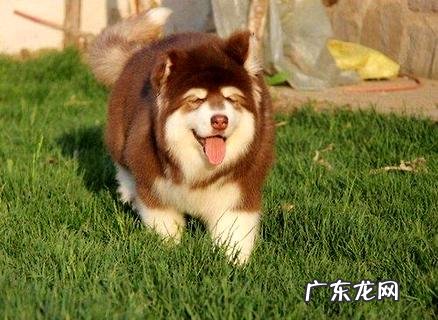 狗狗应该在什么时候打疫苗呢?