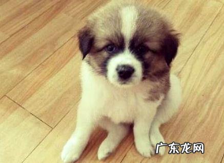 狗狗多久驱虫一次?