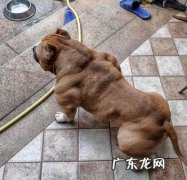 怎样给狗狗剪指甲？