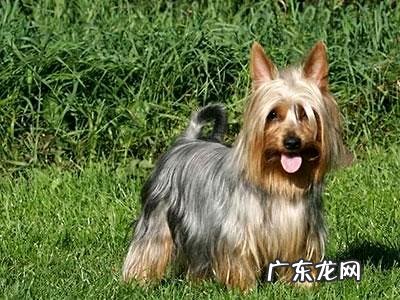 养狗攻略之狗狗能够喝牛奶吗?看过才知道!