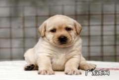 拉布拉多幼犬怎样喂食？