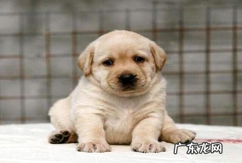 拉布拉多幼犬怎样喂食？