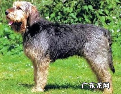 法斗吃什么狗粮好?