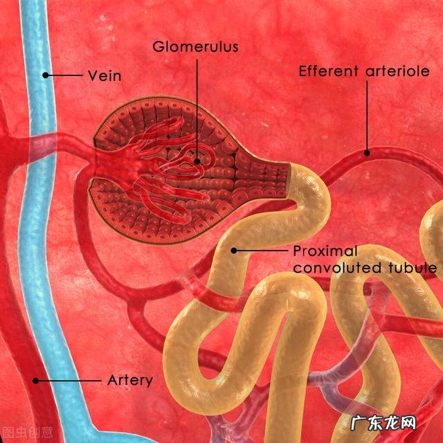 糖尿病用药dpp4抑制剂 糖尿病药品SGLT2抑制剂,何以号称胜过二甲双胍呢?