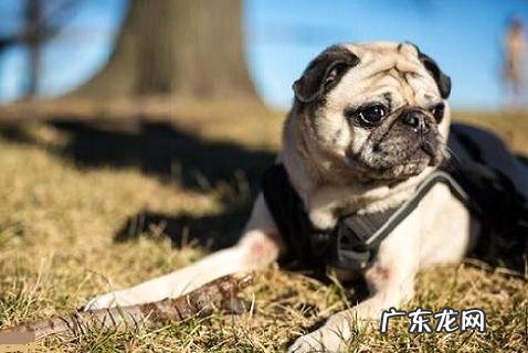 狗狗不吃饭怎么办？不吃饭的原因有哪些