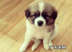 狗摇尾巴是什么意思