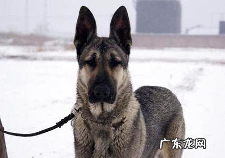 狗摇尾巴是什么意思