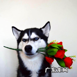 公狗绝育有哪些优点和害处？