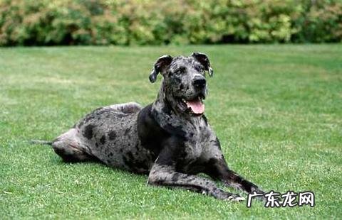 比格犬为什么很少人养?