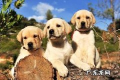 怎样练习狗狗不咬人呢？