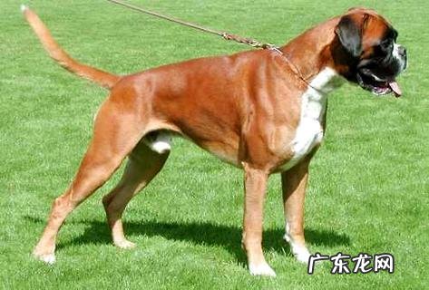 怎样练习狗狗不咬人呢？