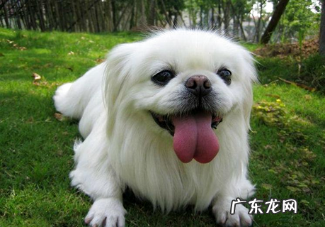 超可信驱虫药怎么样？铲屎官经历共享~