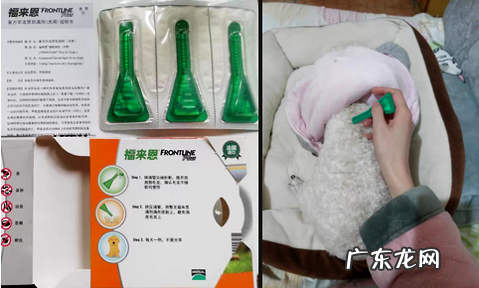 幼犬驱虫 | 那些你不得不了解的事!