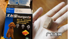 幼犬驱虫 | 那些你不得不了解的事！