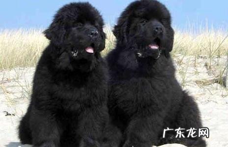 纽芬兰犬禁养原因是什么?有哪些犬被禁养?