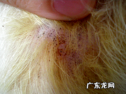 狗狗驱虫方法，你或许还不知道