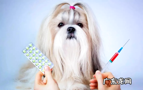 狗狗驱虫方法,你或许还不知道