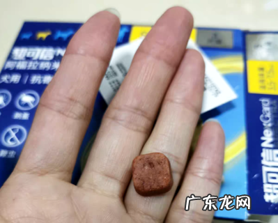 狗狗驱虫方法,你或许还不知道