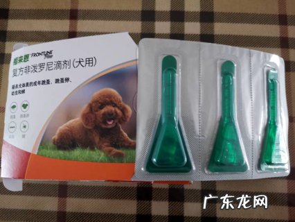 狗狗驱虫方法,你或许还不知道