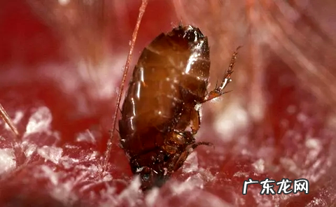 狗狗驱虫方法,你或许还不知道