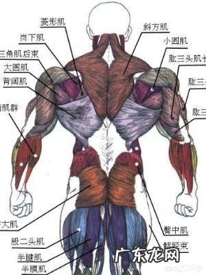 练背的时候如何更好让背阔肌发力？