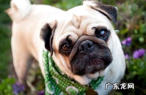 养巴哥最大的忌讳是什么?还有什么其他忌讳?