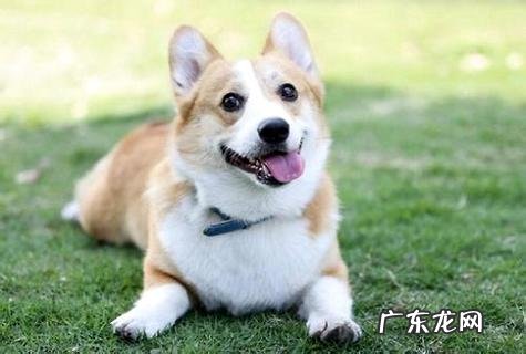 狗狗得细微能自愈吗之具体回答