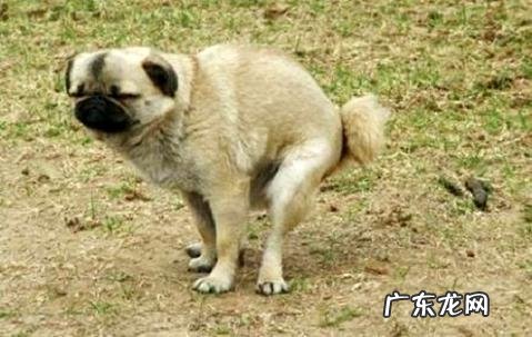 狗狗得细微能自愈吗之具体回答