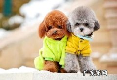 泰迪为什么叫泰日天？有这两点原因